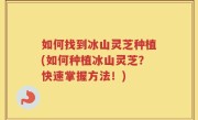 如何找到冰山灵芝种植(如何种植冰山灵芝？快速掌握方法！)