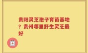 贵阳灵芝孢子育苗基地？贵州哪里野生灵芝最好