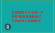 野生松树白灵芝有什么作用呢(野生松树白灵芝的功效与作用简介)