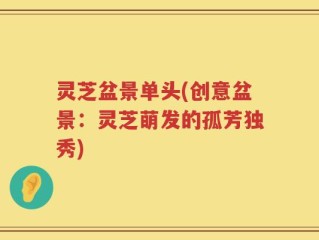 灵芝盆景单头(创意盆景：灵芝萌发的孤芳独秀)