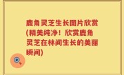 鹿角灵芝生长图片欣赏(精美纯净！欣赏鹿角灵芝在林间生长的美丽瞬间)