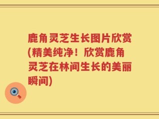 鹿角灵芝生长图片欣赏(精美纯净！欣赏鹿角灵芝在林间生长的美丽瞬间)