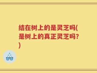 结在树上的是灵芝吗(是树上的真正灵芝吗？)