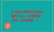 什么树上的灵芝不能吃图片(小心！有毒的灵芝树，请勿摘食！)