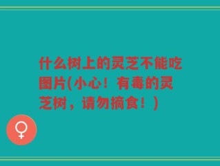 什么树上的灵芝不能吃图片(小心！有毒的灵芝树，请勿摘食！)