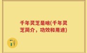 千年灵芝是啥(千年灵芝简介，功效和用途)
