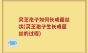 灵芝孢子如何长成菌丝状(灵芝孢子生长成菌丝的过程)