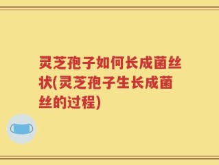 灵芝孢子如何长成菌丝状(灵芝孢子生长成菌丝的过程)
