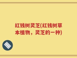红钱树灵芝(红钱树草本植物，灵芝的一种)
