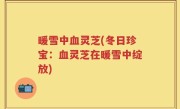 暖雪中血灵芝(冬日珍宝：血灵芝在暖雪中绽放)