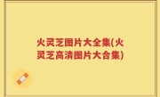 火灵芝图片大全集(火灵芝高清图片大合集)