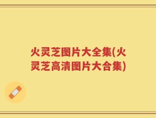 火灵芝图片大全集(火灵芝高清图片大合集)