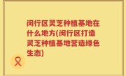 闵行区灵芝种植基地在什么地方(闵行区打造灵芝种植基地营造绿色生态)