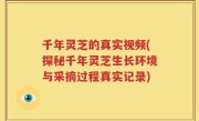 千年灵芝的真实视频(探秘千年灵芝生长环境与采摘过程真实记录)