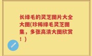 长绿毛的灵芝图片大全大图(珍稀绿毛灵芝图集，多张高清大图欣赏！)