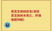采灵芝把树挖走(采挖灵芝致树木死亡，环保难题待解)