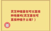 灵芝种植菌包可以直接种地里吗(灵芝菌包可直接种植于土壤？)