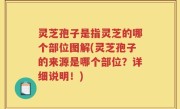 灵芝孢子是指灵芝的哪个部位图解(灵芝孢子的来源是哪个部位？详细说明！)