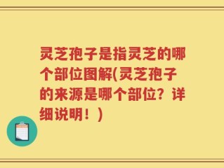灵芝孢子是指灵芝的哪个部位图解(灵芝孢子的来源是哪个部位？详细说明！)