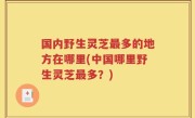 国内野生灵芝最多的地方在哪里(中国哪里野生灵芝最多？)