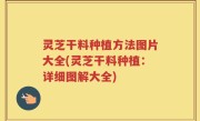 灵芝干料种植方法图片大全(灵芝干料种植：详细图解大全)