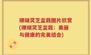 珊瑚灵芝盆栽图片欣赏(珊瑚灵芝盆栽：美丽与健康的完美结合)