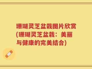 珊瑚灵芝盆栽图片欣赏(珊瑚灵芝盆栽：美丽与健康的完美结合)