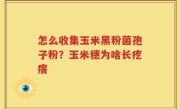 怎么收集玉米黑粉菌孢子粉？玉米穗为啥长疙瘩