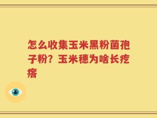 怎么收集玉米黑粉菌孢子粉？玉米穗为啥长疙瘩