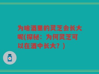 为啥酒里的灵芝会长大呢(探秘：为何灵芝可以在酒中长大？)