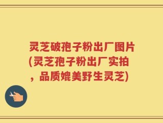灵芝破孢子粉出厂图片(灵芝孢子粉出厂实拍，品质媲美野生灵芝)