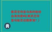 黑灵芝何首乌真的能给白发洗黑吗(黑灵芝何首乌能否还原黑发？)