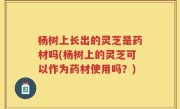 杨树上长出的灵芝是药材吗(杨树上的灵芝可以作为药材使用吗？)
