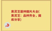 黑灵芝菌种图片大全(黑灵芝：品种齐全，图库分享)