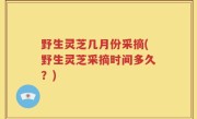 野生灵芝几月份采摘(野生灵芝采摘时间多久？)