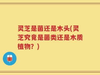 灵芝是菌还是木头(灵芝究竟是菌类还是木质植物？)