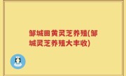 邹城田黄灵芝养殖(邹城灵芝养殖大丰收)