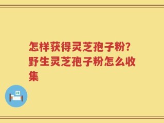 怎样获得灵芝孢子粉？野生灵芝孢子粉怎么收集