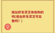 烟台野生灵芝有收购的吗(烟台野生灵芝可出售吗？)