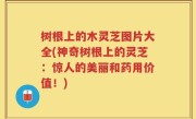 树根上的木灵芝图片大全(神奇树根上的灵芝：惊人的美丽和药用价值！)