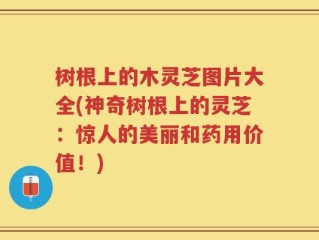 树根上的木灵芝图片大全(神奇树根上的灵芝：惊人的美丽和药用价值！)