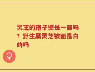 灵芝的孢子壁是一层吗？野生黑灵芝被面是白的吗