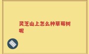 灵芝山上怎么种草莓树呢