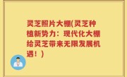 灵芝照片大棚(灵芝种植新势力：现代化大棚给灵芝带来无限发展机遇！)