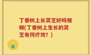 丁香树上长灵芝好吗视频(丁香树上生长的灵芝有何疗效？)