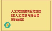人工灵芝跟野生灵芝区别(人工灵芝与野生灵芝的差别)