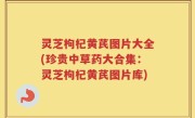灵芝枸杞黄芪图片大全(珍贵中草药大合集：灵芝枸杞黄芪图片库)