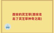 西安的灵芝草(西安走出了灵芝草神奇之路)