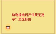 动物撞击后产生灵芝孢子？灵芝形成