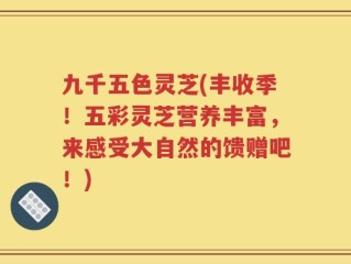 九千五色灵芝(丰收季！五彩灵芝营养丰富，来感受大自然的馈赠吧！)
